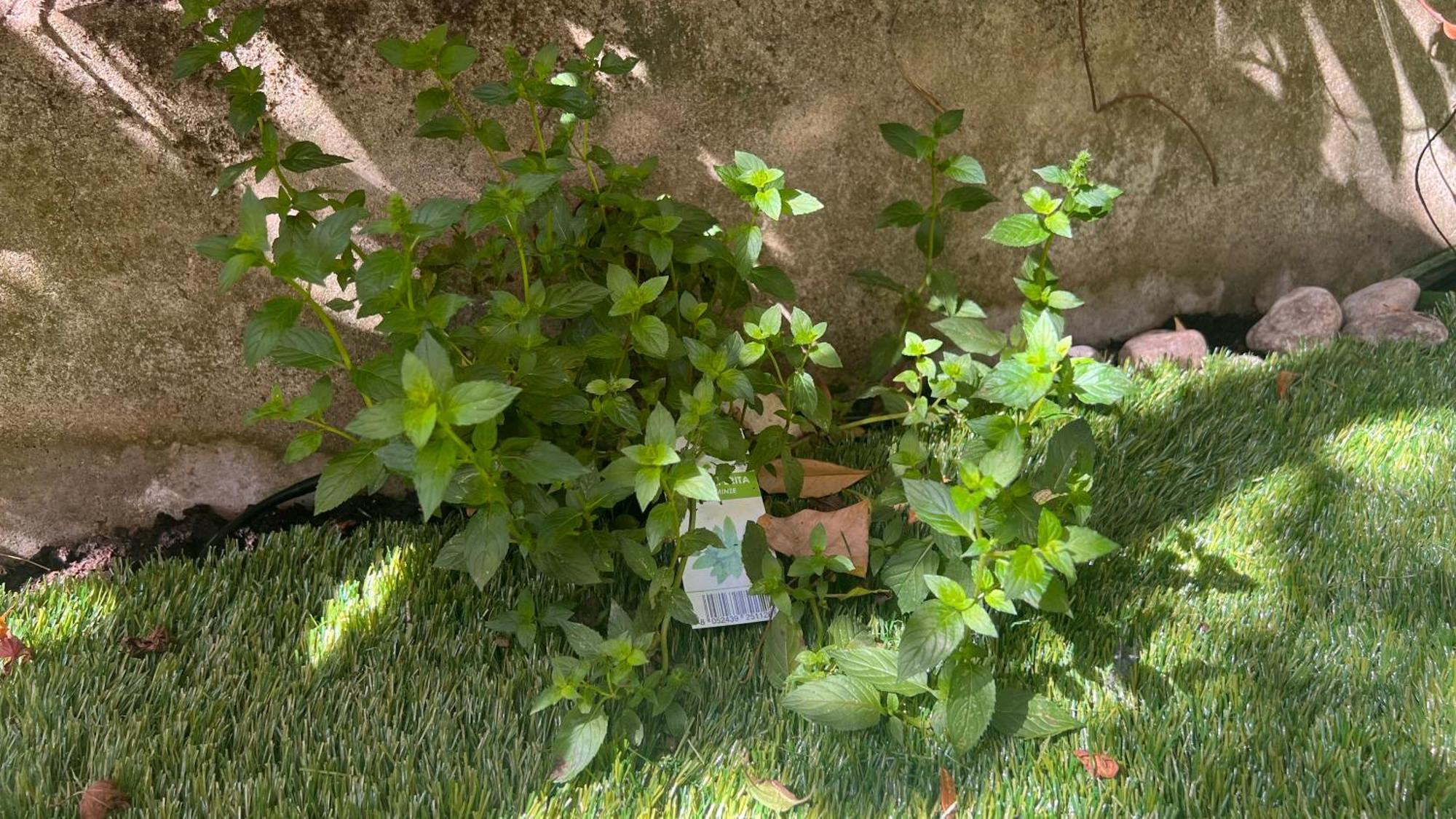 Garden Suite Bolzano Eksteriør billede